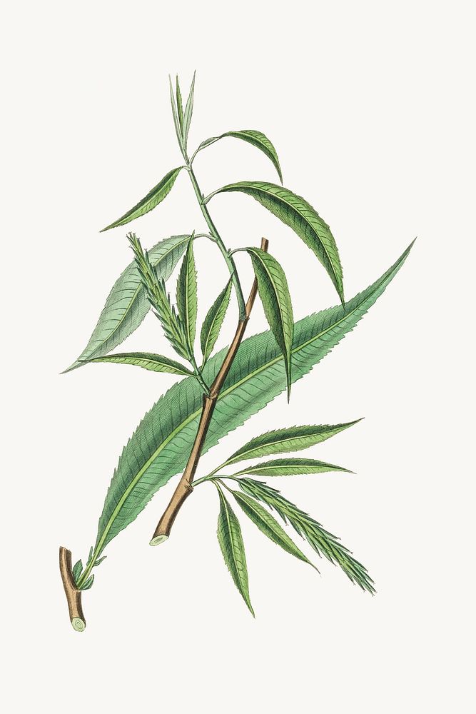 Psd botanical salix medicinal plant sketch