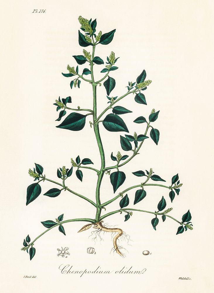Chenopodium olidum illustration. Digitally enhanced from our own book, Medical Botany (1836) by John Stephenson and James…