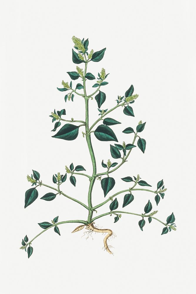 Psd botanical green medicinal plant sketch