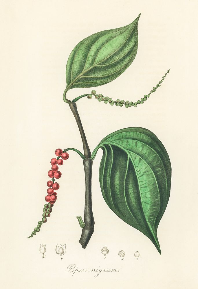 Black pepper (Piper nigrum) illustration. Digitally enhanced from our own book, Medical Botany (1836) by John Stephenson and…