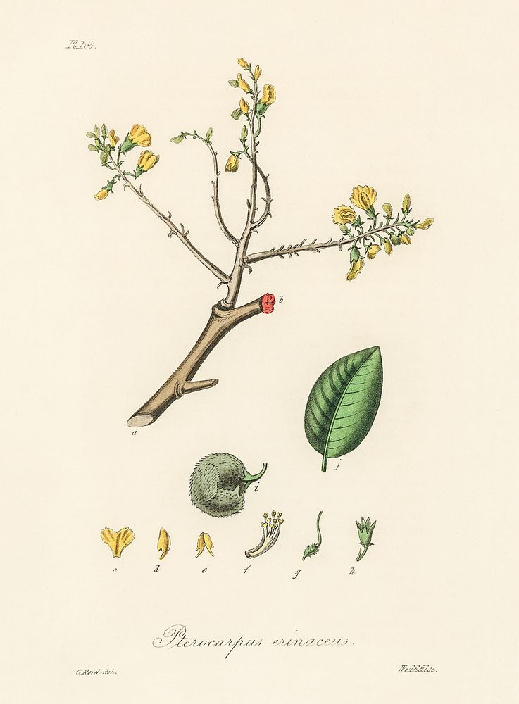 Barwood (Pterocarpus erinaceus) illustration. Digitally enhanced from our own book, Medical Botany (1836) by John Stephenson…