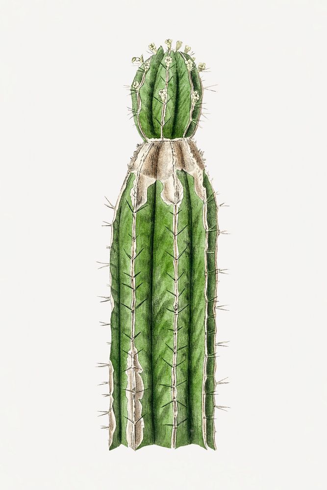 Psd botanical cactus medicinal plant sketch