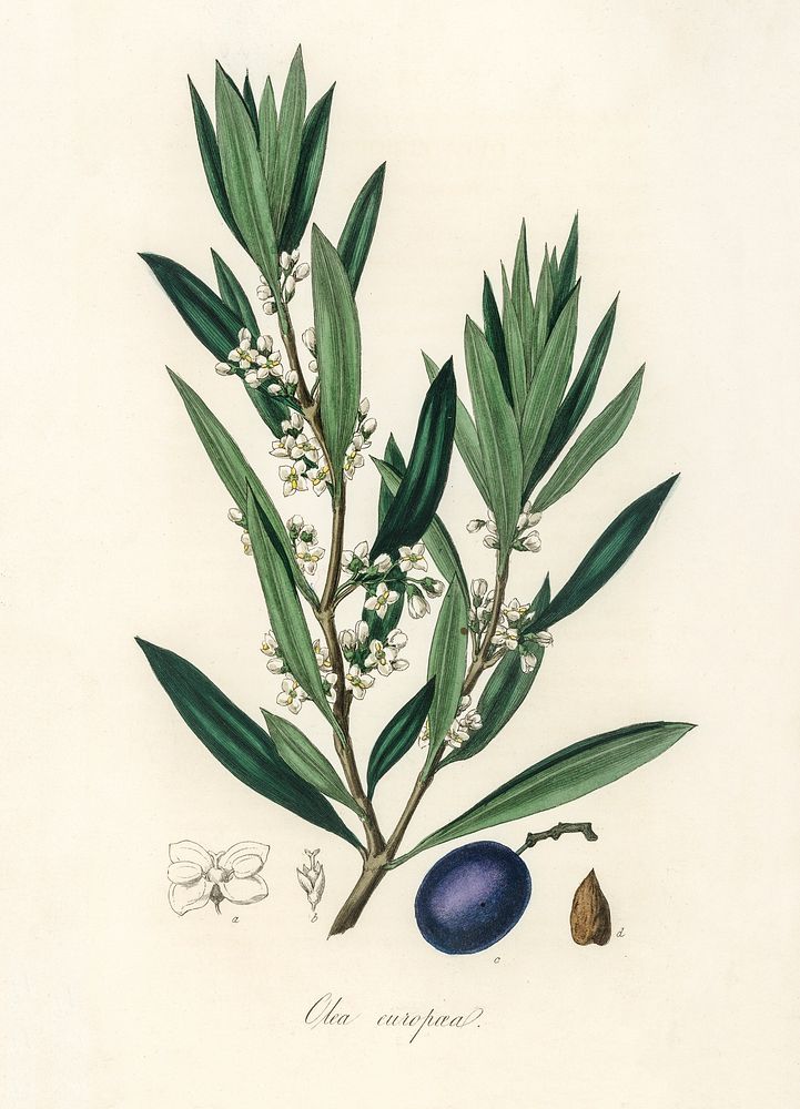 Olive (Olea europaea) illustration. Digitally enhanced from our own book, Medical Botany (1836) by John Stephenson and James…