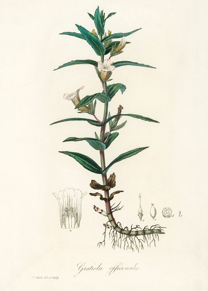 Gratiola officinalis illustration. Digitally enhanced from our own book, Medical Botany (1836) by John Stephenson and James…