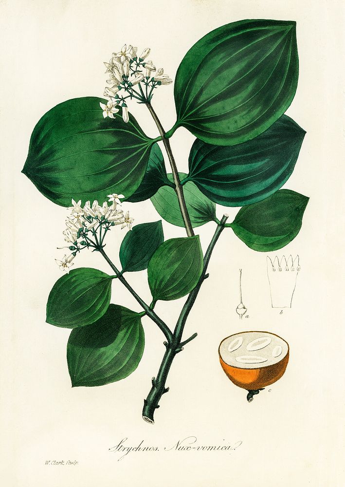 Poison nu (Strychnos nux-vomica) illustration. Digitally enhanced from our own book, Medical Botany (1836) by John…