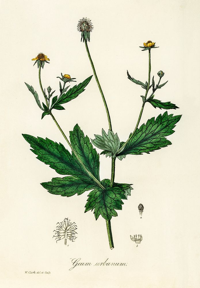 Wood avens (Geum urbanum) illustration. Digitally enhanced from our own book, Medical Botany (1836) by John Stephenson and…
