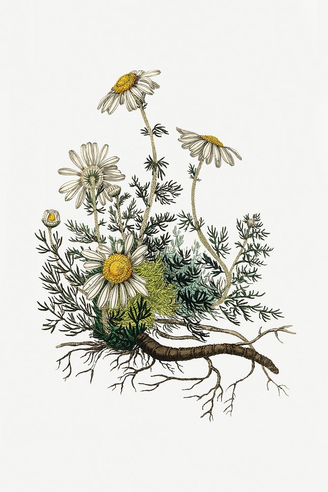 Botanical chamomile psd vintage plant sketch