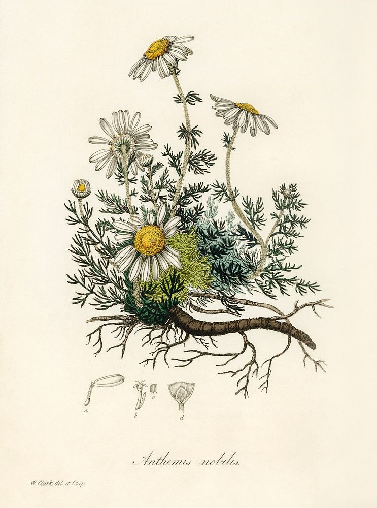 Chamomile (Anthemis nobilis) illustration. Digitally enhanced from our own book, Medical Botany (1836) by John Stephenson…
