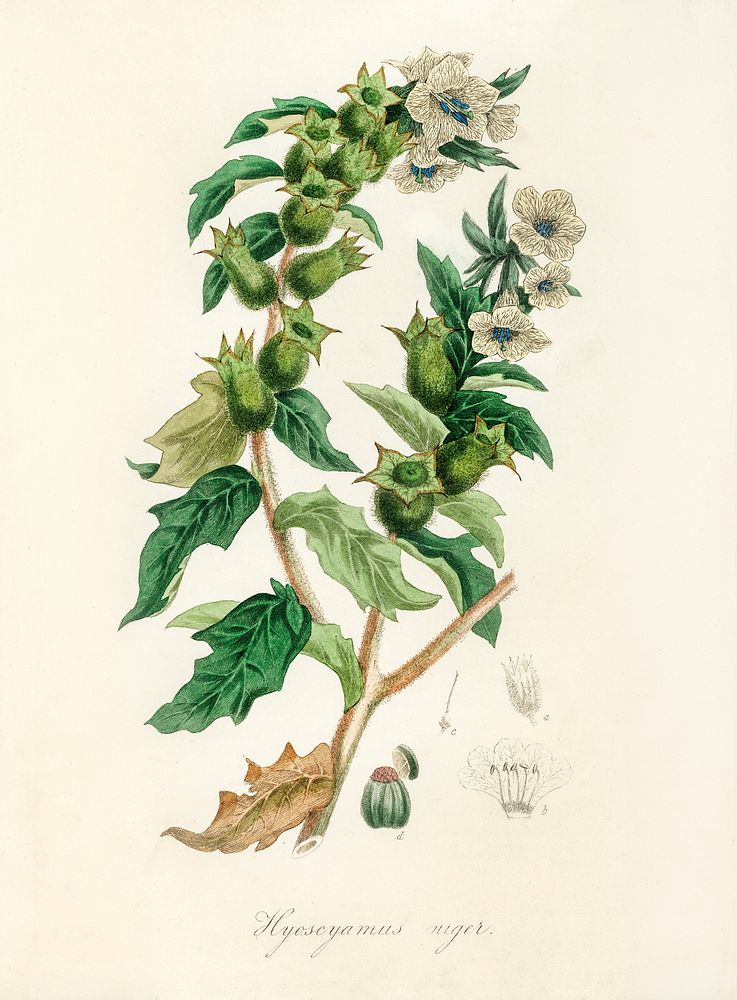 Henbane (Hyoscyamus niger) illustration. Digitally enhanced from our own book, Medical Botany (1836) by John Stephenson and…