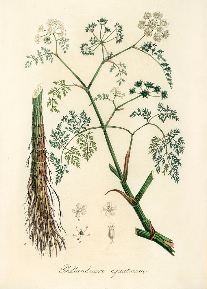Phellandrium aguaticum illustration. Digitally enhanced from our own book, Medical Botany (1836) by John Stephenson and…