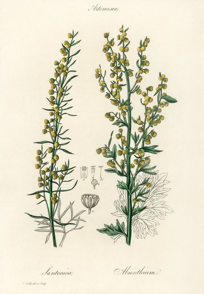 Mugwort (Artemisia) illustration. Digitally enhanced from our own book, Medical Botany (1836) by John Stephenson and James…
