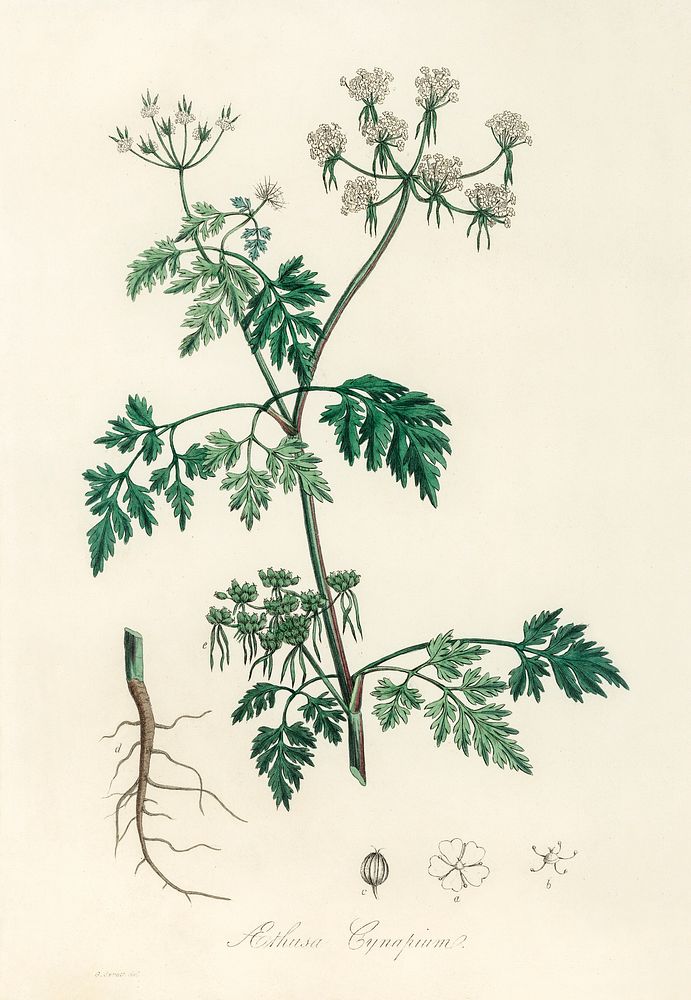 Poison parsley (Aethusa cynapium) illustration. Digitally enhanced from our own book, Medical Botany (1836) by John…
