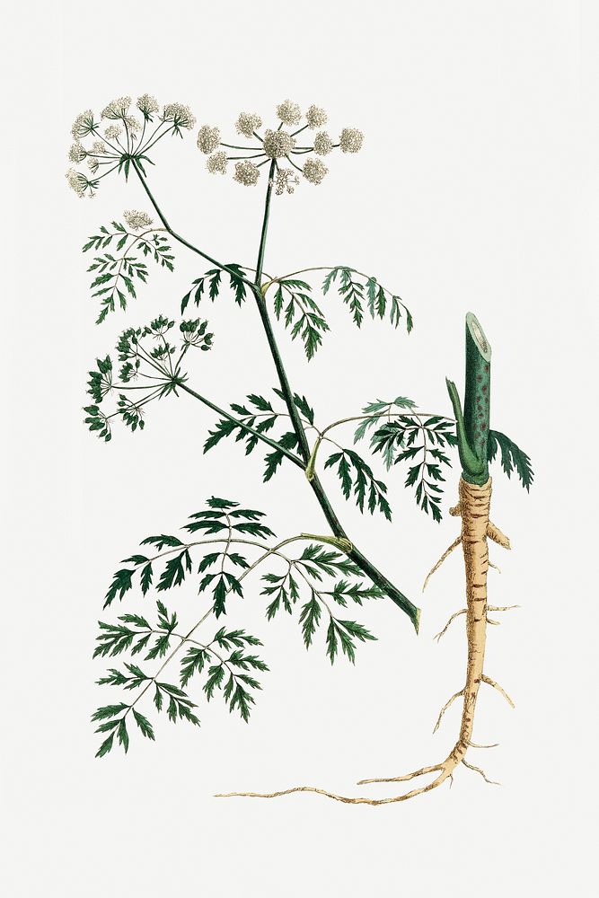 Botanical psd hemlock plant vintage sketch