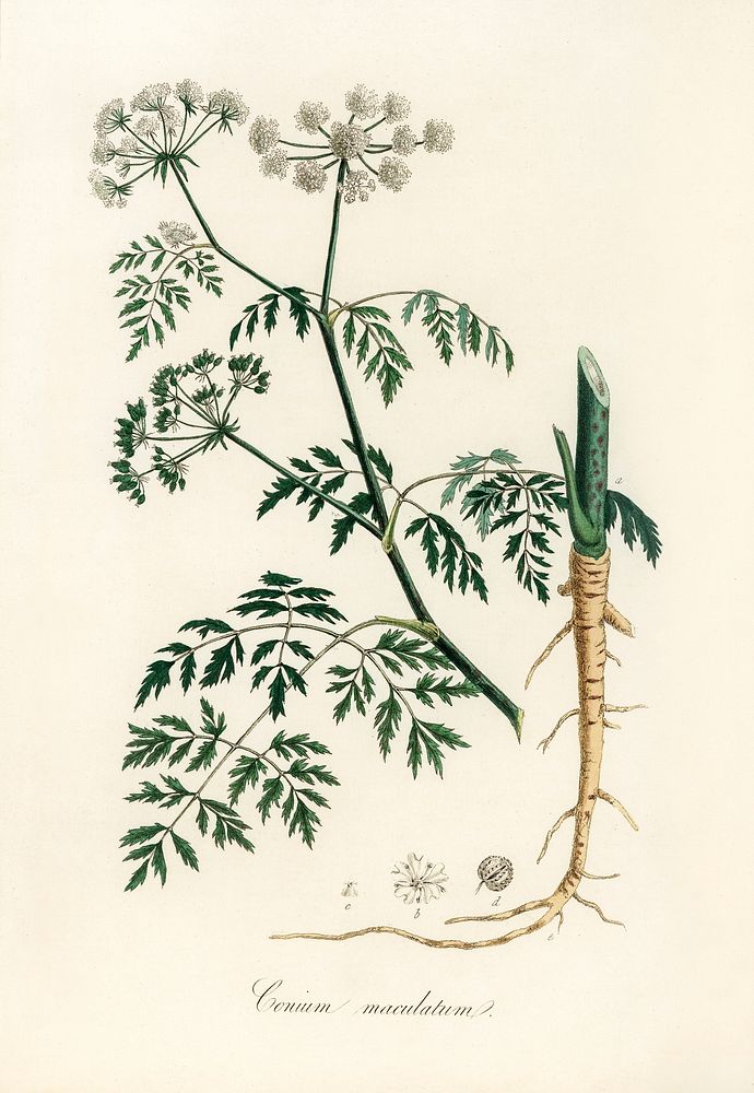 Hemlock (Conium maculatum) illustration. Digitally enhanced from our own book, Medical Botany (1836) by John Stephenson and…