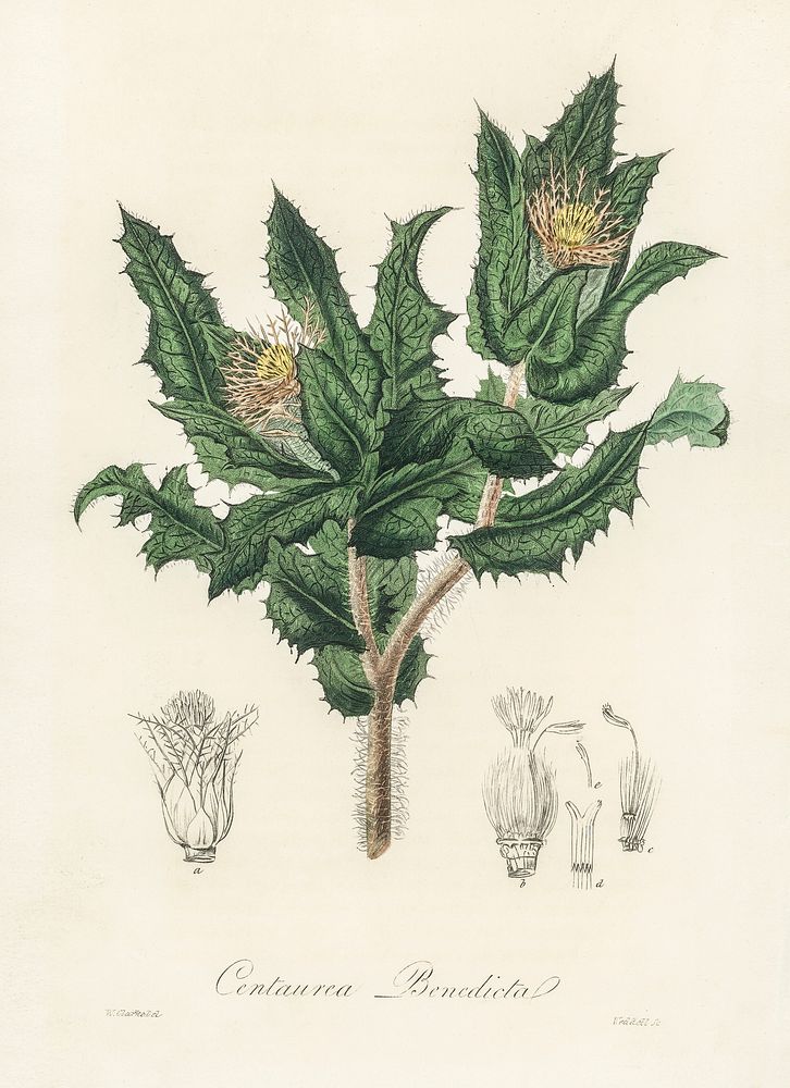 Holy thistle (Centaurea benedicta) illustration. Digitally enhanced from our own book, Medical Botany (1836) by John…