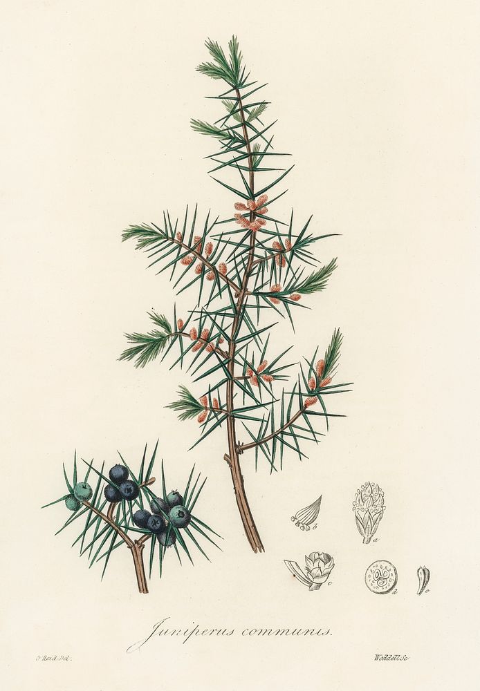 Common juniper (Juniperus communis) illustration. Digitally enhanced from our own book, Medical Botany (1836) by John…