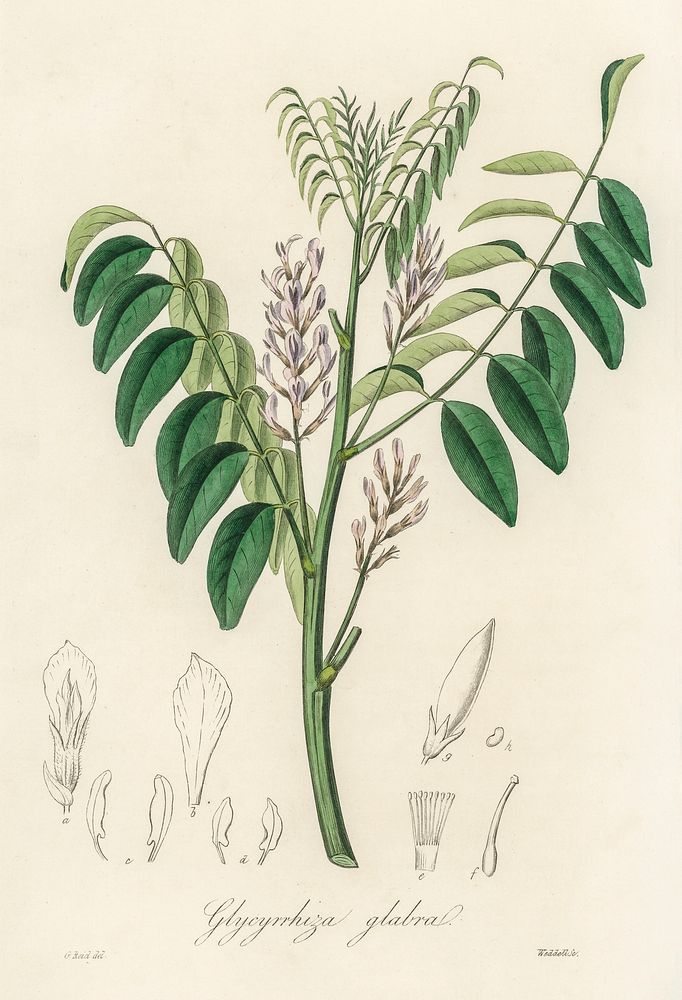 Liquorice (Glycyrrhiza glabra) illustration. Digitally enhanced from our own book, Medical Botany (1836) by John Stephenson…