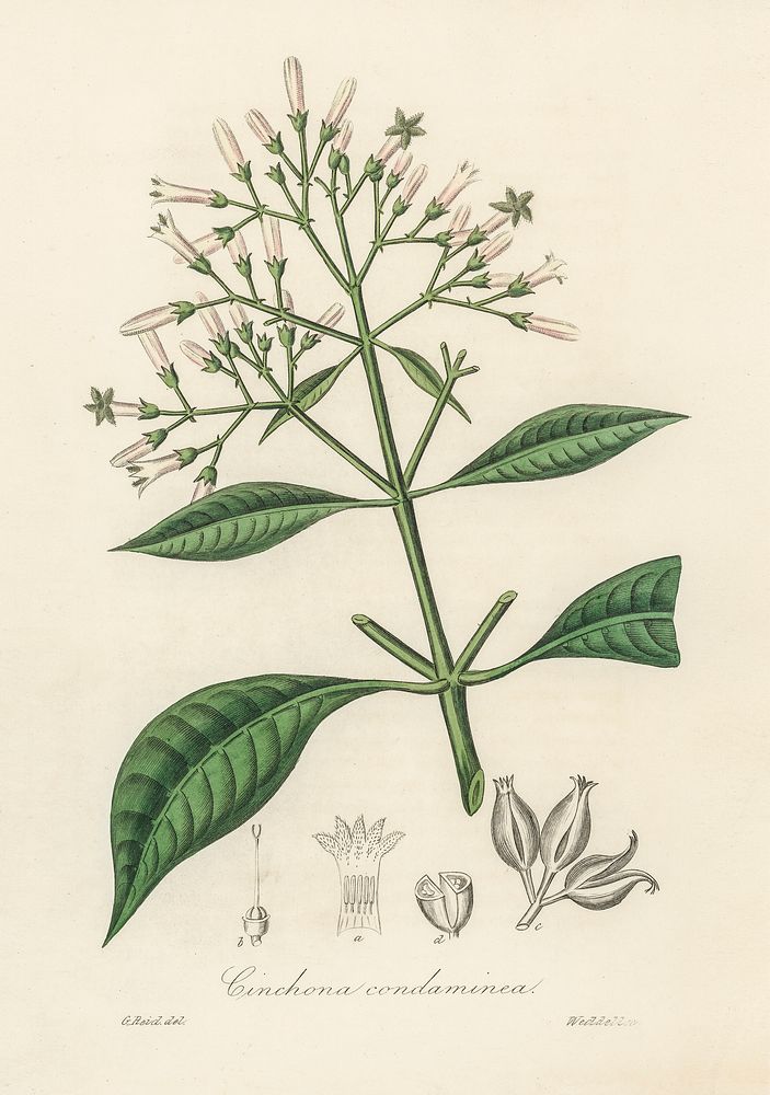 Quinine bark (Cinchona condaminea) illustration. Digitally enhanced from our own book, Medical Botany (1836) by John…