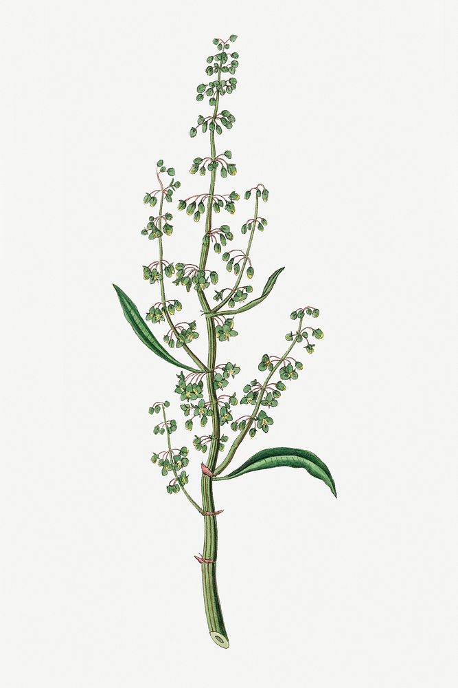 Psd botanical water dock medicinal plant sketch