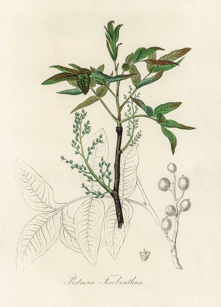Terebinth (Pistacia terebinthus) illustration. Digitally enhanced from our own book, Medical Botany (1836) by John…