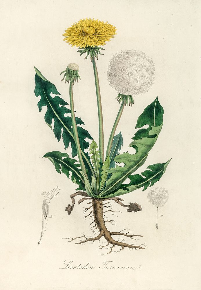 Leontodon taraxacuma illustration. Digitally enhanced from our own book, Medical Botany (1836) by John Stephenson and James…