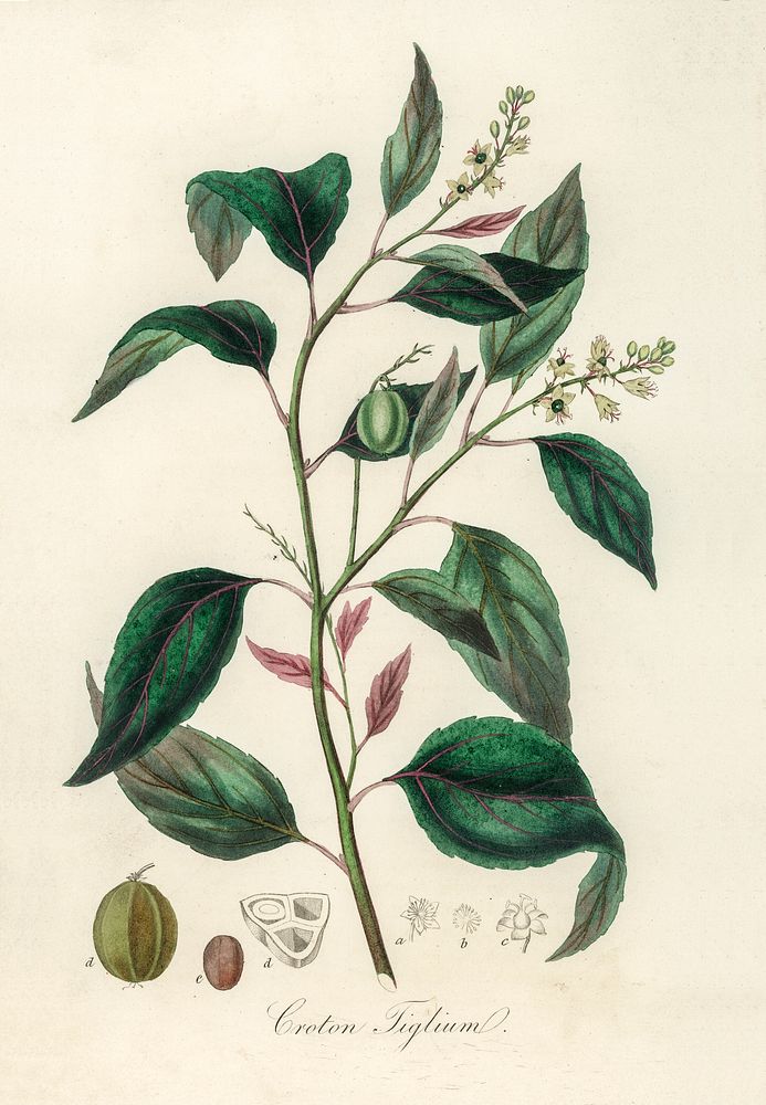Purging Croton (Croton tiglium) illustration. Digitally enhanced from our own book, Medical Botany (1836) by John Stephenson…