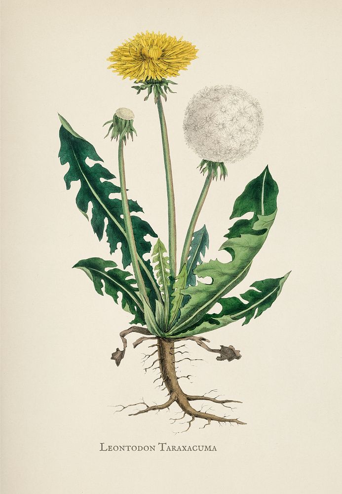 Leontodon taraxacuma illustration from Medical Botany (1836) by John Stephenson and James Morss Churchill.
