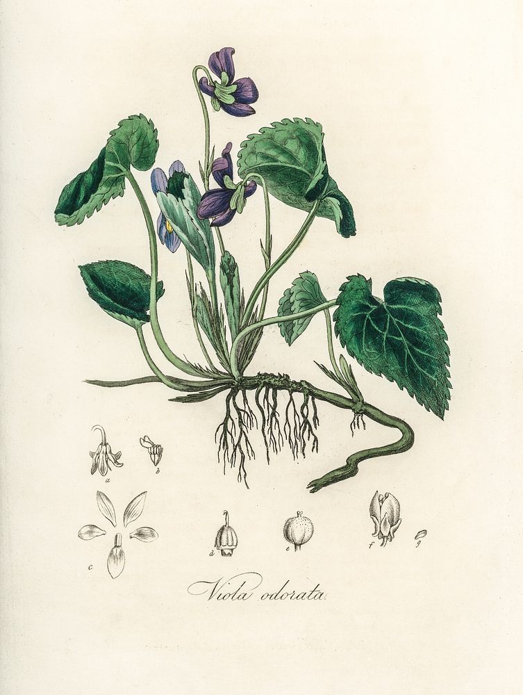 English violet (Viola odorata) illustration. Digitally enhanced from our own book, Medical Botany (1836) by John Stephenson…