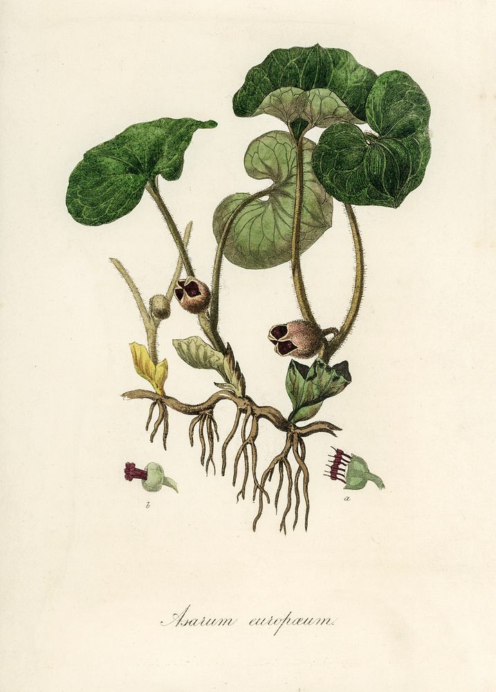 European Wild Ginger (Asarum europaeum) illustration. Digitally enhanced from our own book, Medical Botany (1836) by John…