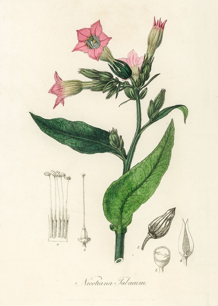 Nicotiana tabacum illustration. Digitally enhanced from our own book, Medical Botany (1836) by John Stephenson and James…