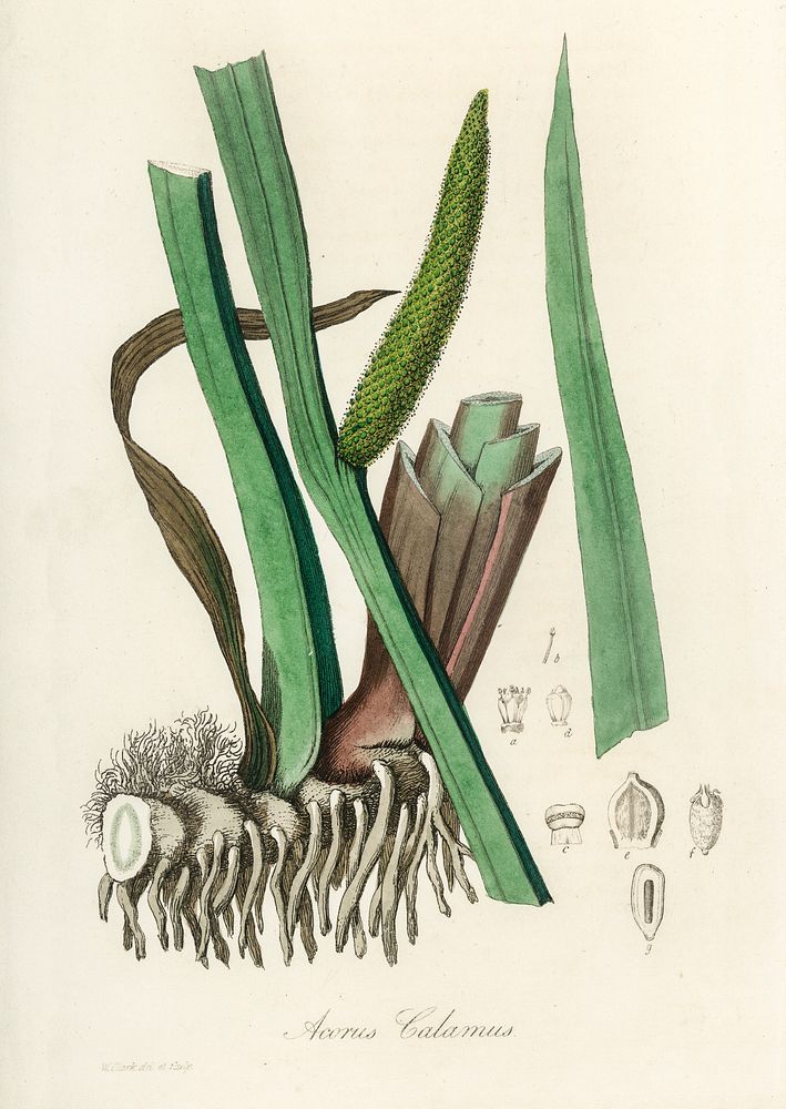 Sweet flag (Acorus calamus) illustration. Digitally enhanced from our own book, Medical Botany (1836) by John Stephenson and…