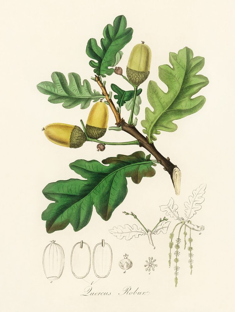 English oak (Quercus) robur illustration. Digitally enhanced from our own book, Medical Botany (1836) by John Stephenson and…