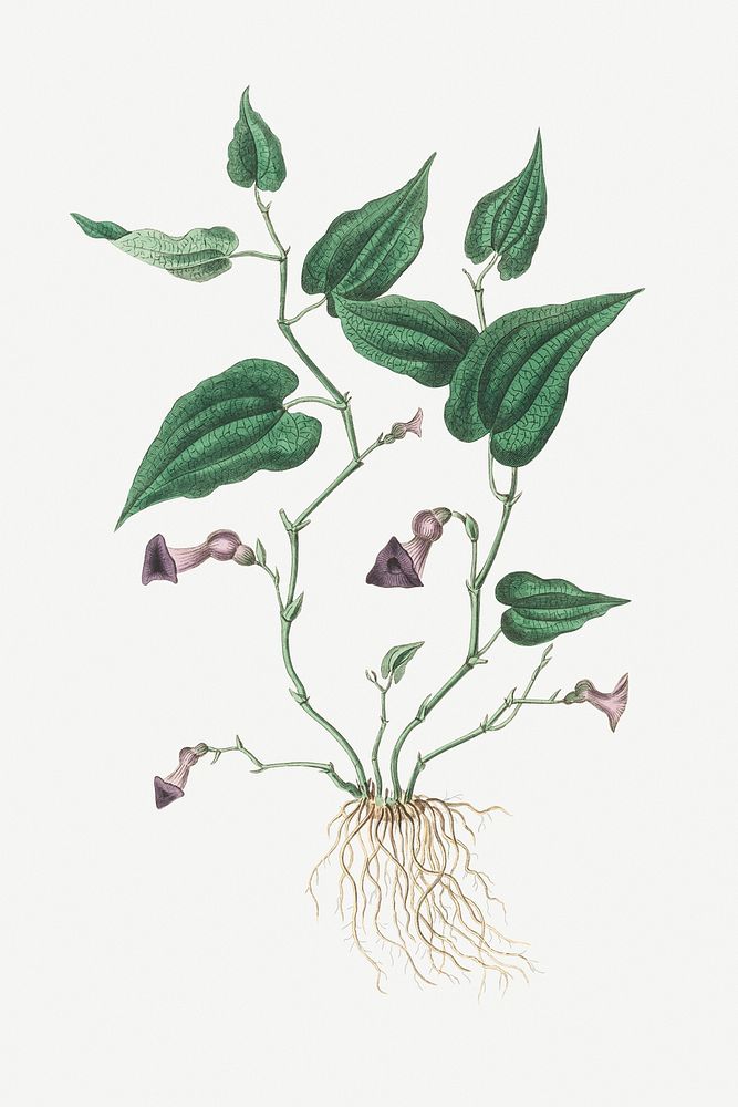 Botanical psd Virginia snakeroot plant vintage sketch