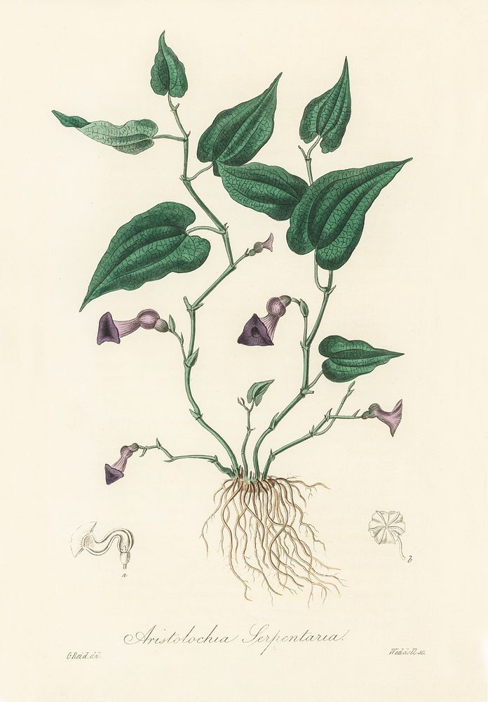Virginia snakeroot (Aristolochia serpentaria) illustration. Digitally enhanced from our own book, Medical Botany (1836) by…