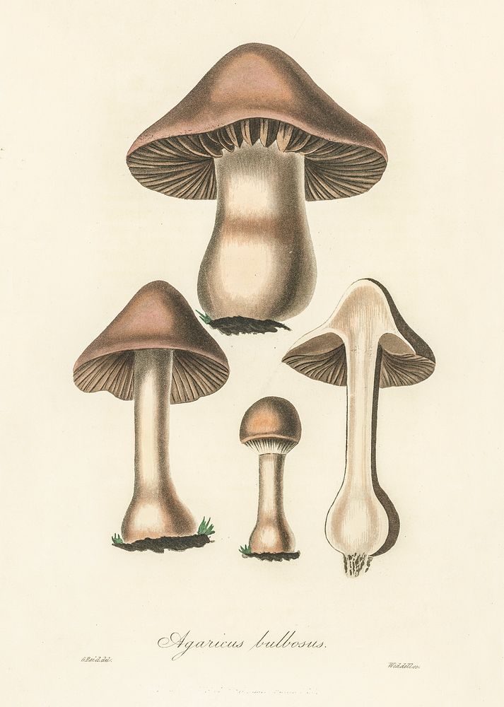 Agaricus bulbosus illustration. Digitally enhanced from our own book, Medical Botany (1836) by John Stephenson and James…