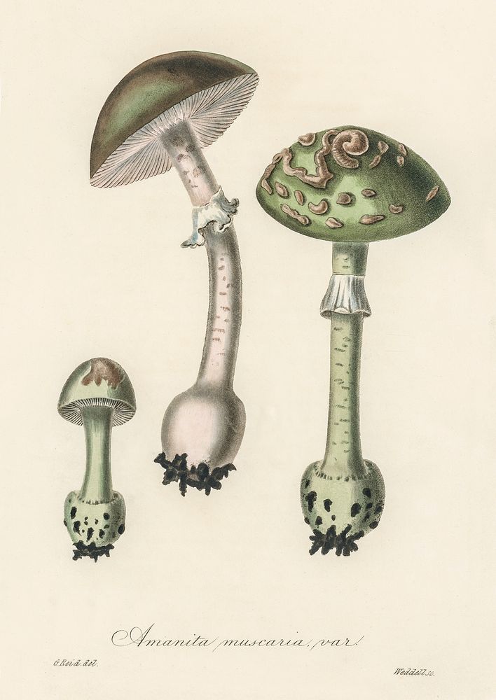 Amanita muscaria var illustration. Digitally enhanced from our own book, Medical Botany (1836) by John Stephenson and James…