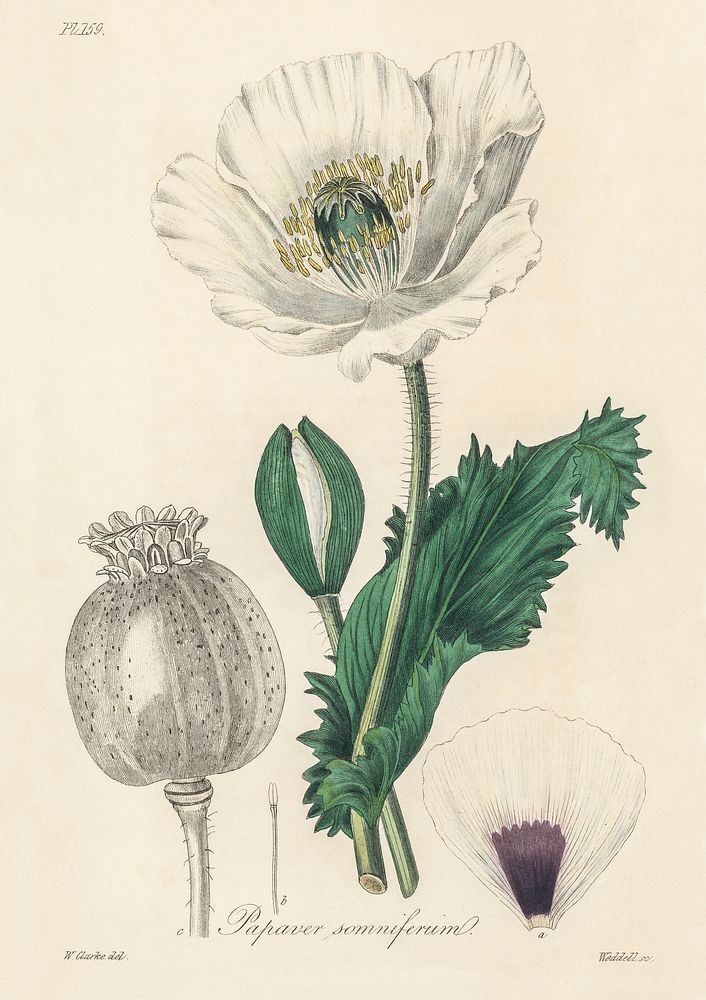 Opium poppy (Papaver somniferum) illustration. Digitally enhanced from our own book, Medical Botany (1836) by John…