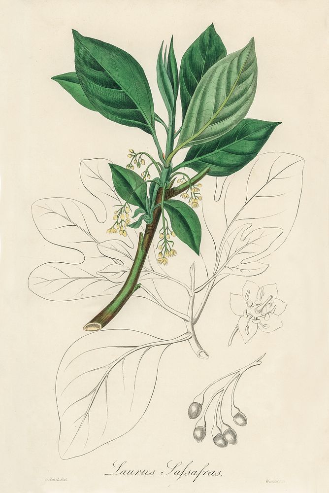Sassafras (Laurus sassafras) illustration. Digitally enhanced from our own book, Medical Botany (1836) by John Stephenson…