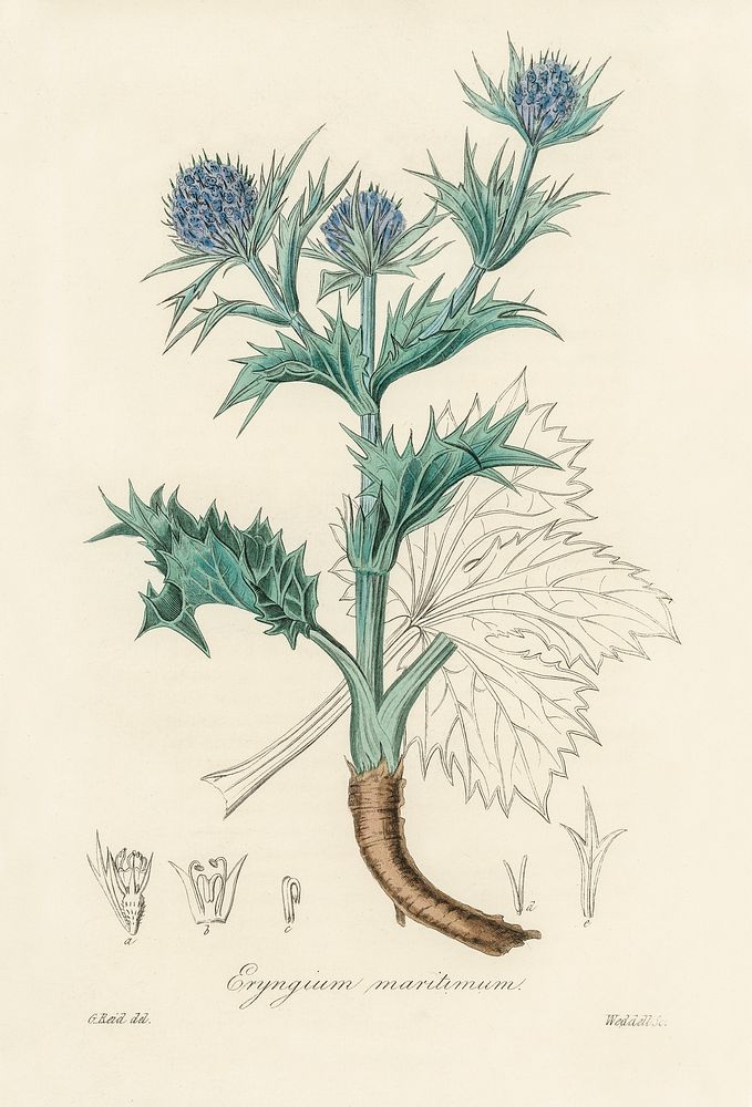 The sea holly (Eryngium mmaritimum) illustration. Digitally enhanced from our own book, Medical Botany (1836) by John…