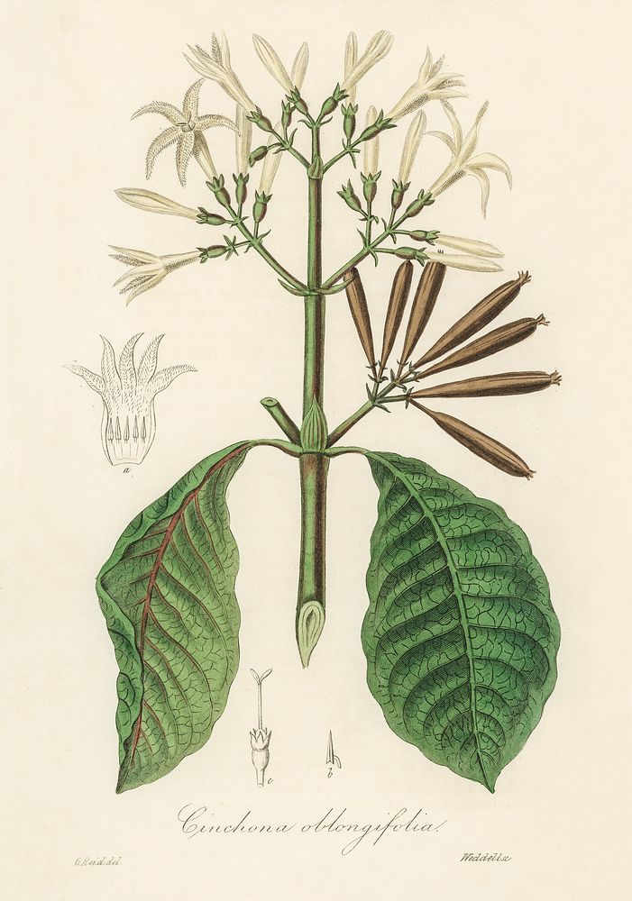 Quina (Cinchona oblongifolia) illustration. Digitally enhanced from our own book, Medical Botany (1836) by John Stephenson…