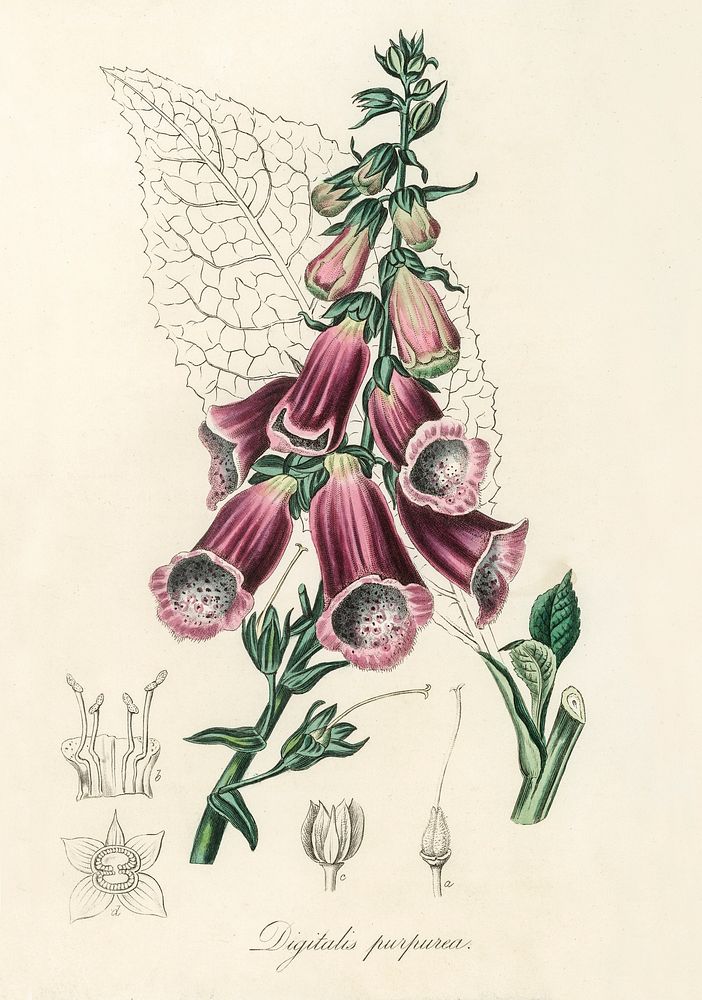 Foxglove (Digitalis purpurea) illustration. Digitally enhanced from our own book, Medical Botany (1836) by John Stephenson…