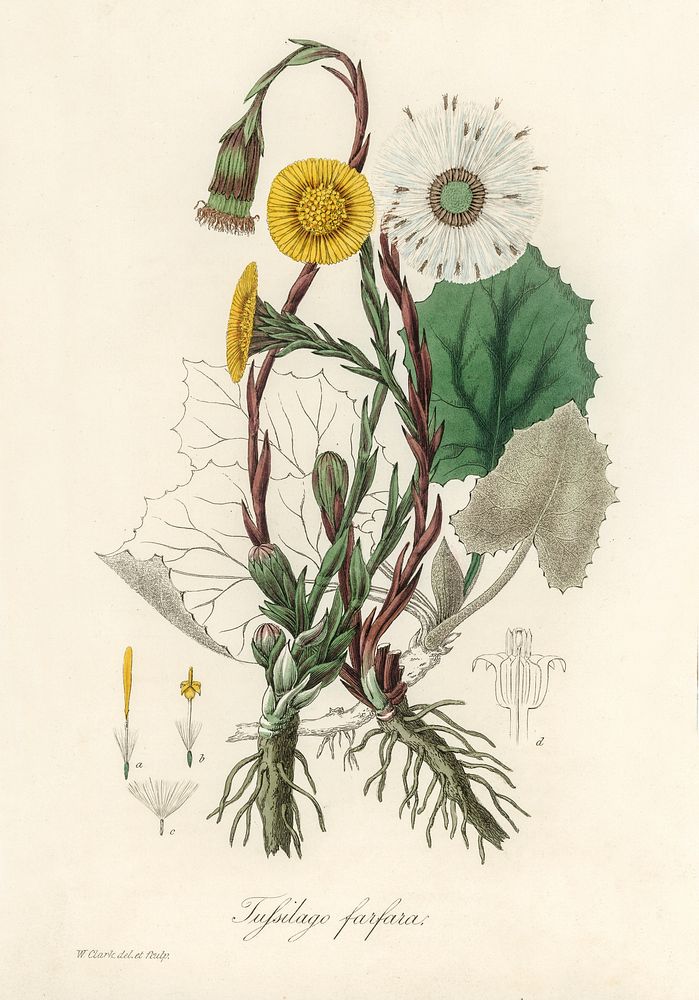 Coltsfoot (Tussilago farfara) illustration. Digitally enhanced from our own book, Medical Botany (1836) by John Stephenson…