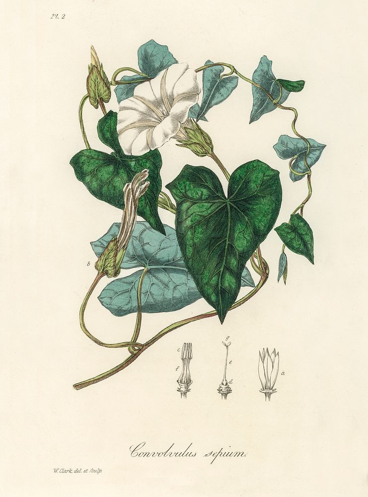 Bindweed (Convolvulus sepium) illustration. Digitally enhanced from our own book, Medical Botany (1836) by John Stephenson…