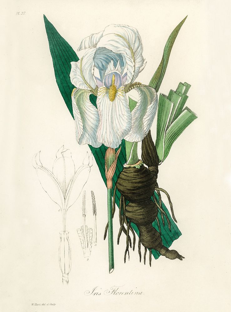 Iris florentina illustration. Digitally enhanced from our own book, Medical Botany (1836) by John Stephenson and James Morss…