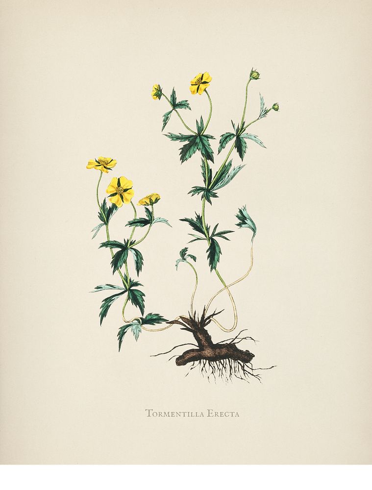 Tormentil (Tormentilla erecta) illustration from Medical Botany (1836) by John Stephenson and James Morss Churchill.