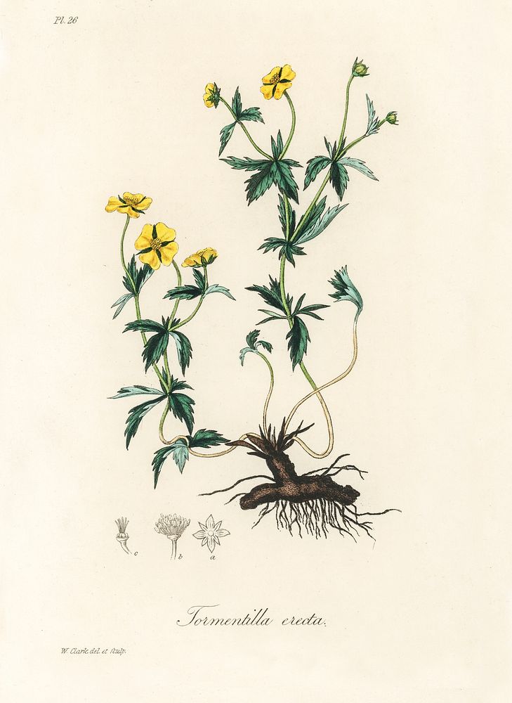 Tormentil (Tormentilla erecta) illustration. Digitally enhanced from our own book, Medical Botany (1836) by John Stephenson…