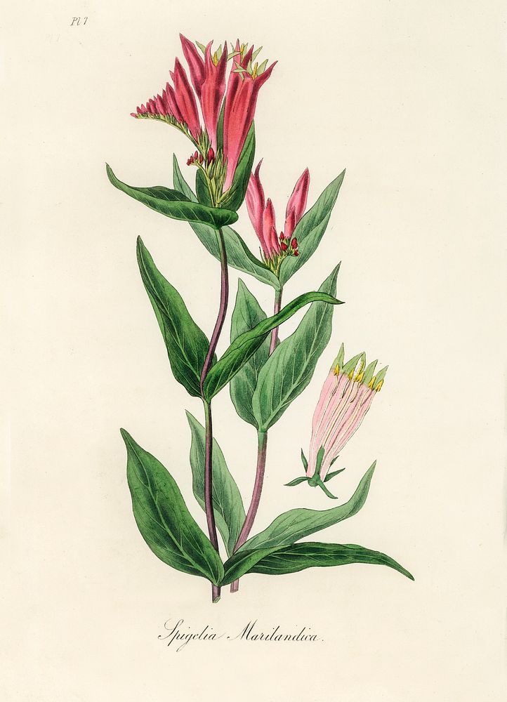 The woodland pinkroot (Spigelia marilandica) illustration. Digitally enhanced from our own book, Medical Botany (1836) by…