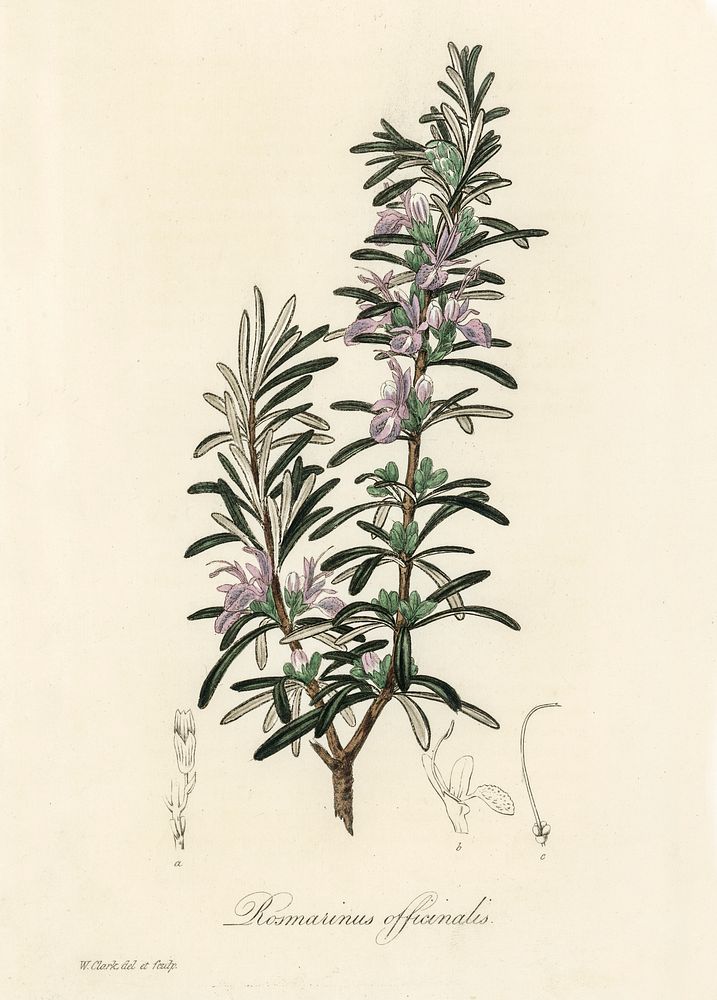 Rosemary (Rosmarinus) officinalis illustration. Digitally enhanced from our own book, Medical Botany (1836) by John…