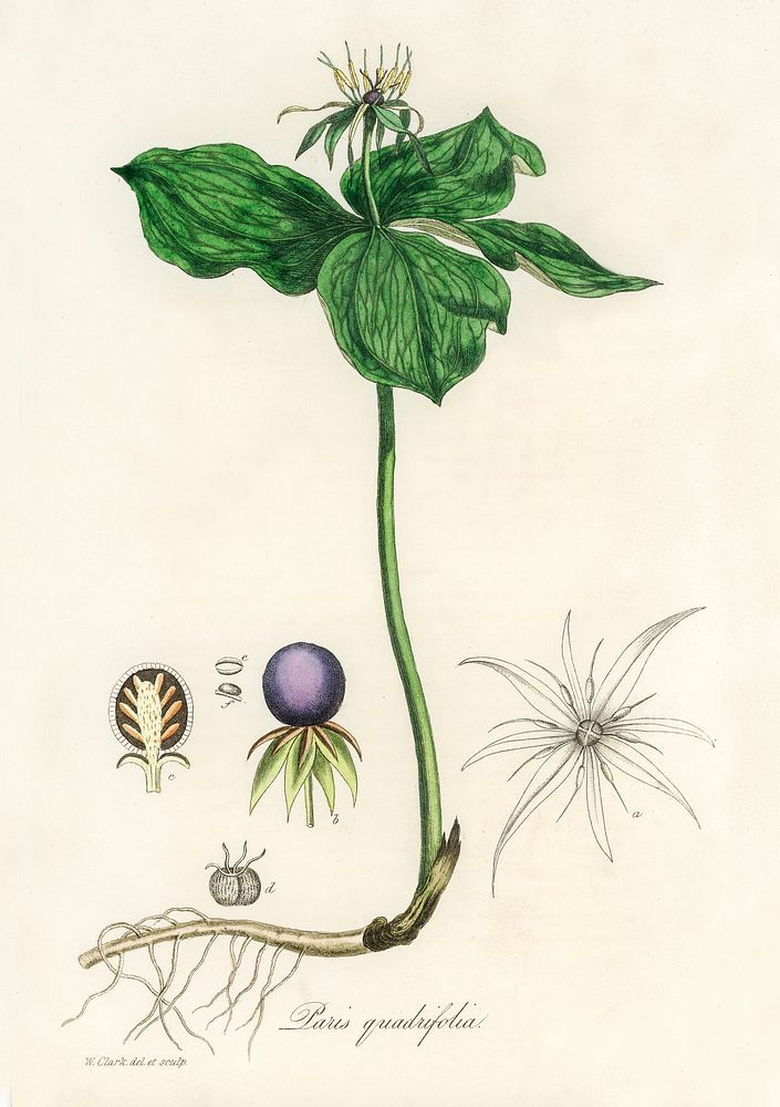 True lover's knot (Paris quadrifolia) illustration. Digitally enhanced from our own book, Medical Botany (1836) by John…