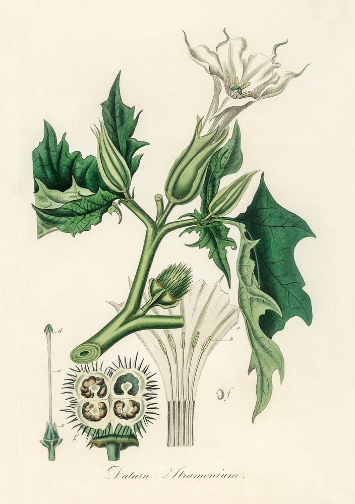 Jimsonweed (Datura stramonium) illustration. Digitally enhanced from our own book, Medical Botany (1836) by John Stephenson…